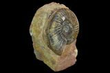 Jurassic Ammonite (Parkinsonia) Fossil - Sengenthal, Germany #129411-1